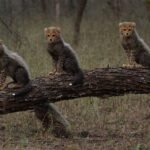 पीएम मोदी  ने विश्व वन्यजीव दिवस पर संरक्षण का संकल्प दोहराया